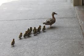 Ducklings