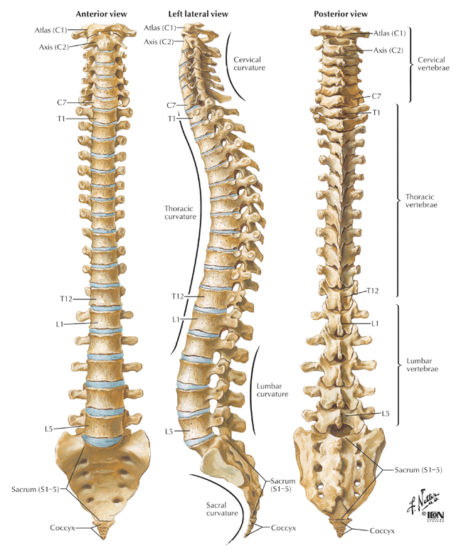 Spine