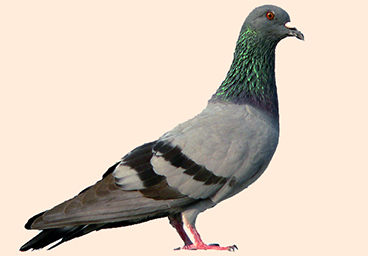 Pigeon